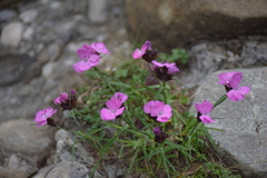 Dianthus glacialis