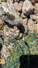 Reseda gredensis
