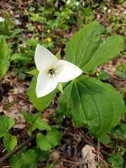 Trillium simile