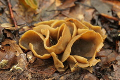 Otidea alutacea