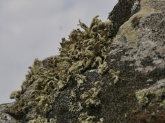 Ramalina siliquosa