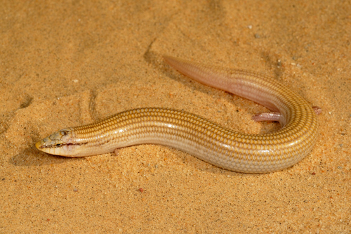 Wedge-snouted Skink