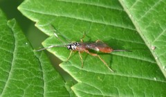 Mesostenus thoracicus