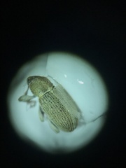 Tychius meliloti