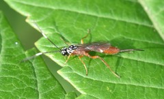 Mesostenus thoracicus