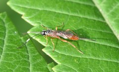 Mesostenus thoracicus