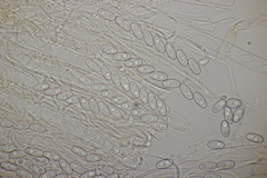 Otidea alutacea
