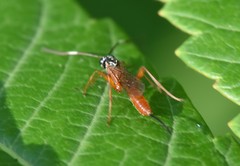 Mesostenus thoracicus