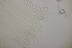 Otidea alutacea