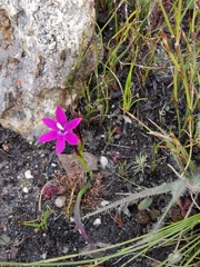 Thereianthus minutus