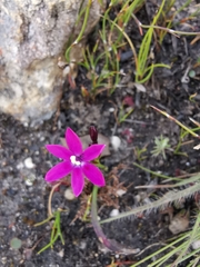 Thereianthus minutus