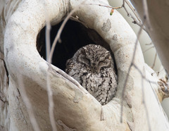 Megascops trichopsis