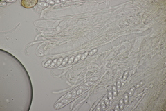 Otidea alutacea