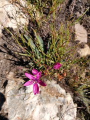 Thereianthus minutus