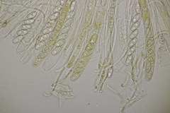 Otidea alutacea