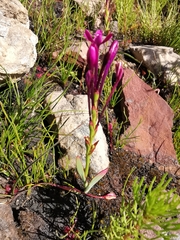 Thereianthus minutus
