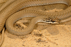 Psammophis schokari