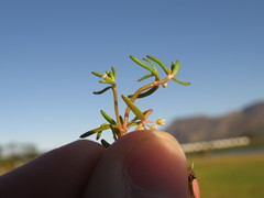 Crassula natans minus