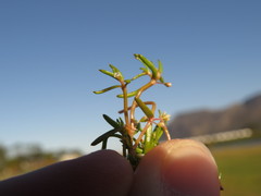 Crassula natans minus