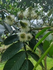 Fabaceae
