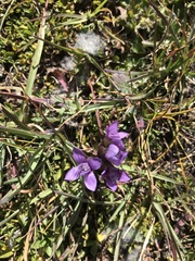 Gentianella campestris