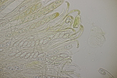 Otidea alutacea