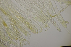 Otidea alutacea