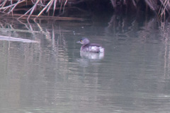 Tachybaptus dominicus