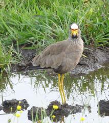 Vanellus senegallus lateralis