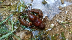 Austropotamobius torrentium