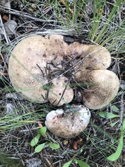 Phellodon violascens