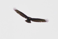 Buteo albonotatus