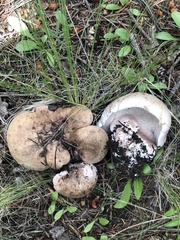 Phellodon violascens
