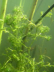 Najas horrida