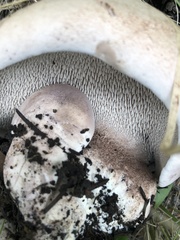 Phellodon violascens