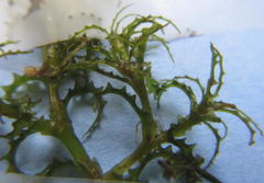 Najas horrida