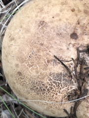 Phellodon violascens