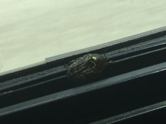 Euphoria sepulcralis