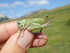 Decticus verrucivorus verrucivorus