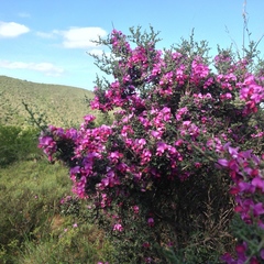 Indigofera nigromontana