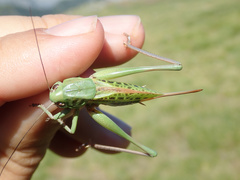 Decticus verrucivorus verrucivorus
