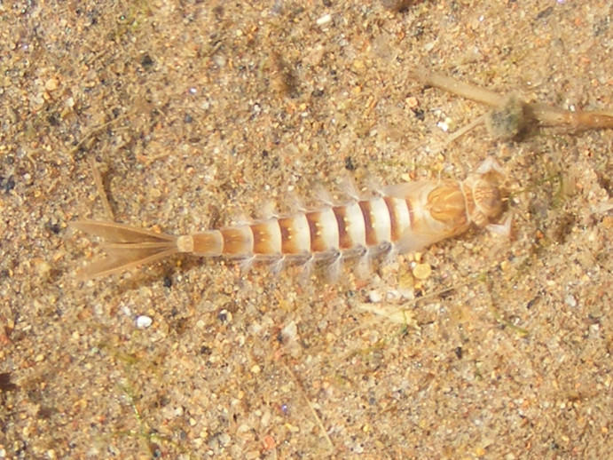 Stickleback Baetids