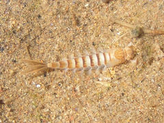 Acanthiops