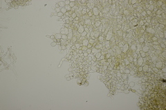 Otidea alutacea
