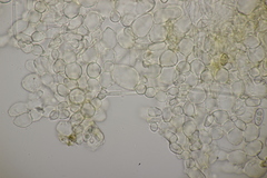 Otidea alutacea