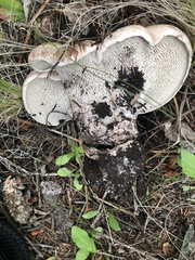 Phellodon violascens