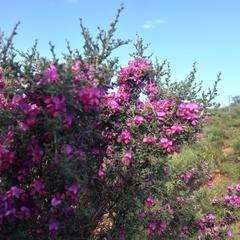 Indigofera nigromontana