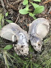 Phellodon violascens