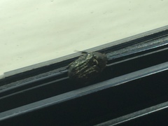 Euphoria sepulcralis