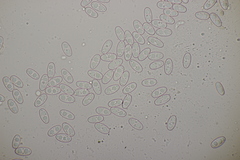 Otidea alutacea